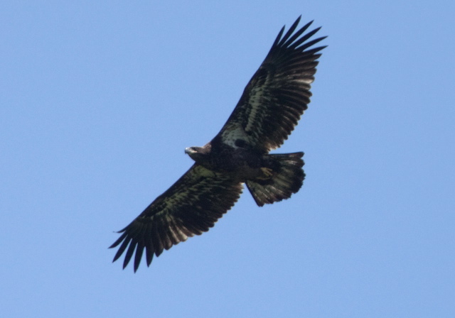 Haliaeetus leucocephalus Accipitridae