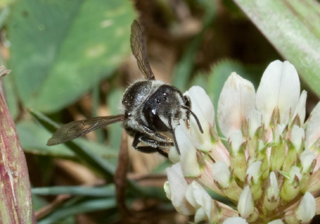 Megachile (Litomegachile) mendica? Megachilidae