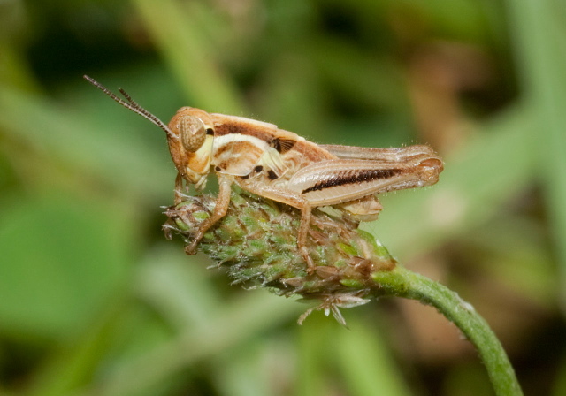 Melanoplus differentialis? Acrididae