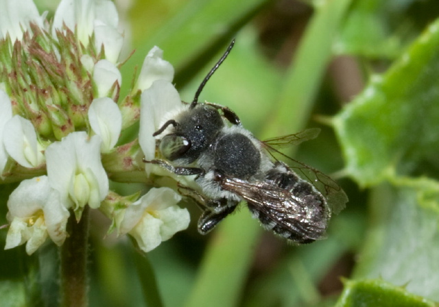 Megachile (Litomegachile) mendica? Megachilidae