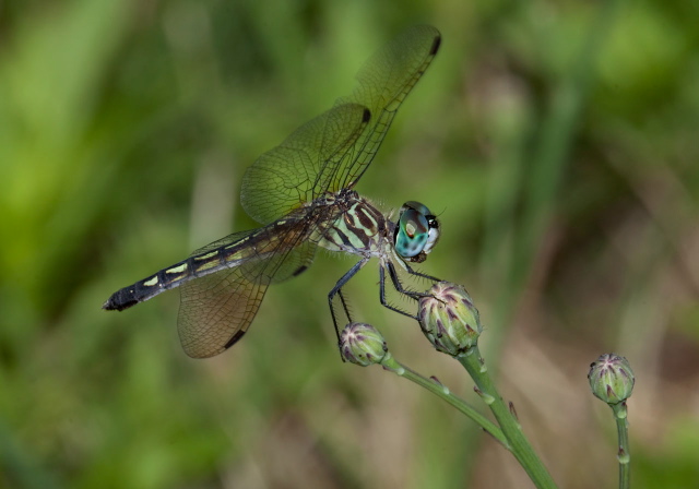 Pachydiplax longipennis Libellulidae