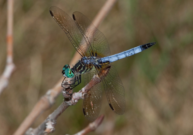 Pachydiplax longipennis Libellulidae