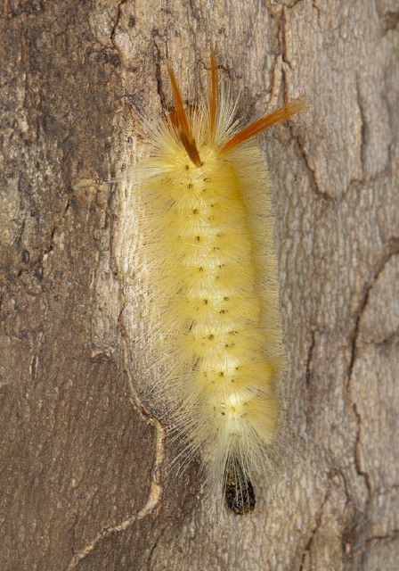 Halysidota harrisii Erebidae