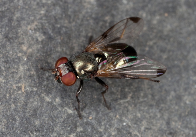 Euxesta sp. Ulidiidae