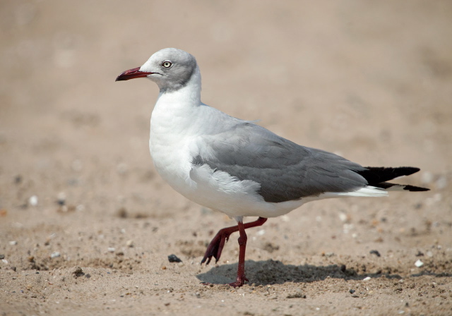 Chroicocephalus cirrocephalus Laridae