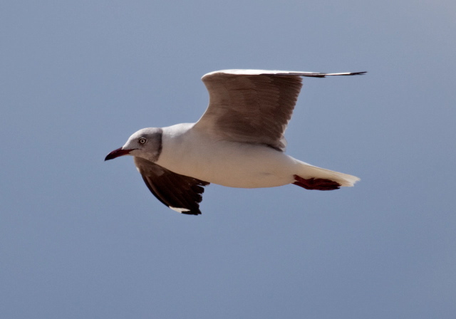 Chroicocephalus cirrocephalus Laridae