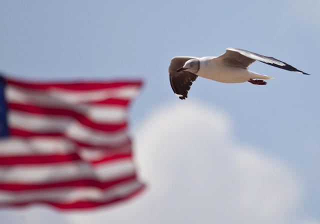 Chroicocephalus cirrocephalus Laridae