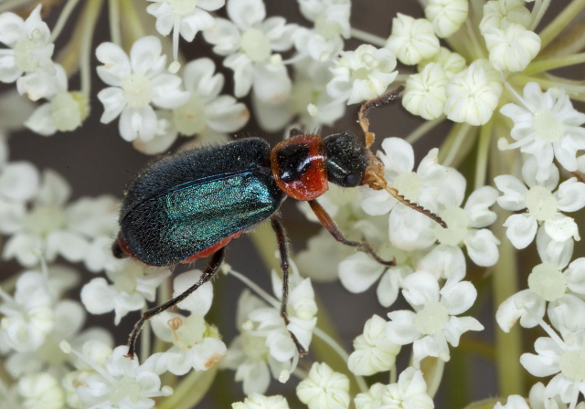 Collops nigriceps Melyridae