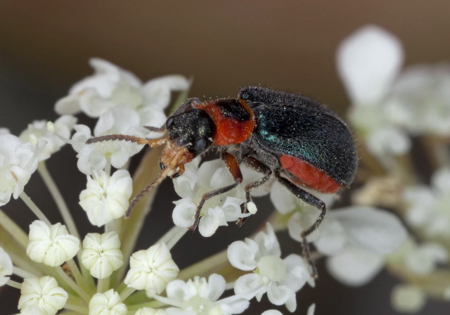 Collops nigriceps Melyridae