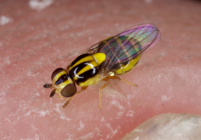 Thaumatomyia sp. Chloropidae