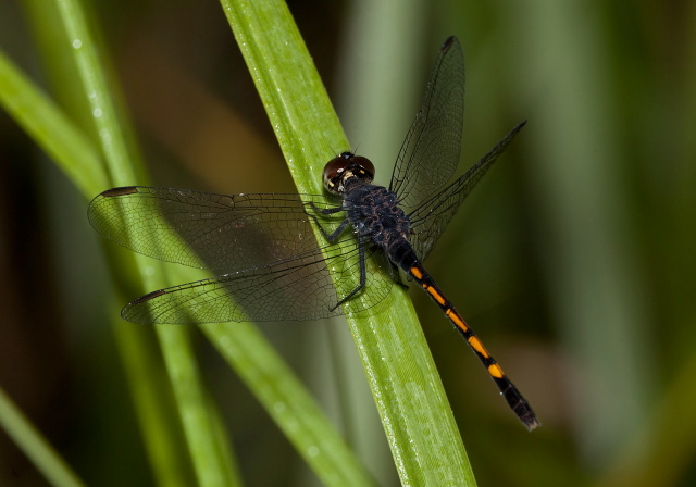 Erythrodiplax berenice Libellulidae