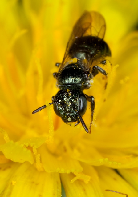 Ceratina sp. Apidae