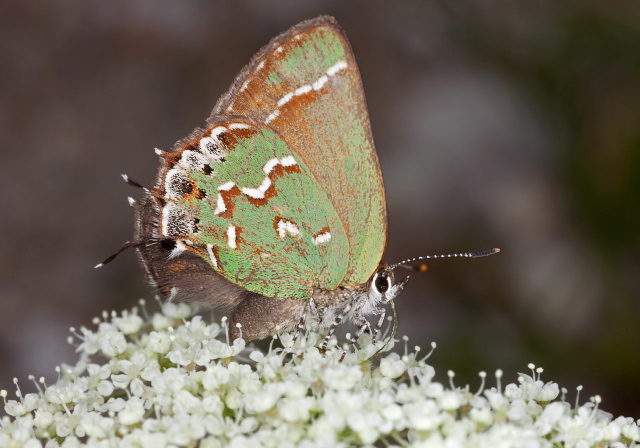 Callophrys gryneus Lycaenidae