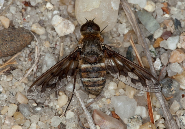 Exoprosopa fascipennis Bombyliidae
