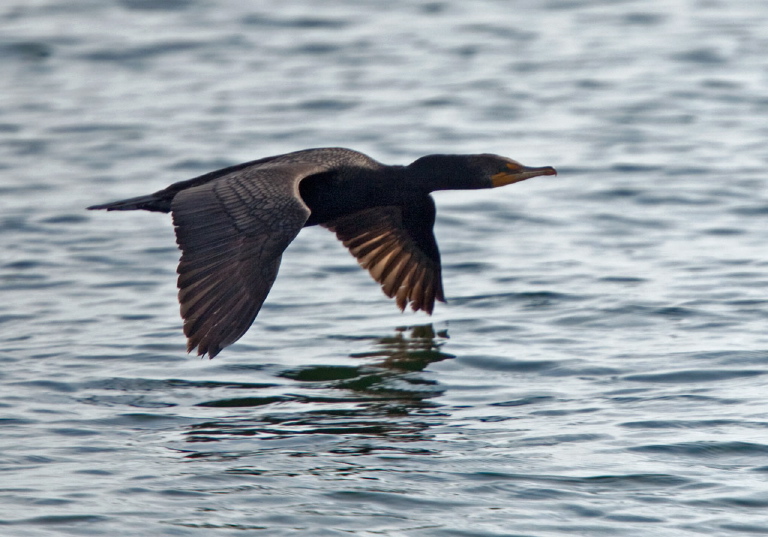 Phalacrocorax auritus Phalacrocoracidae