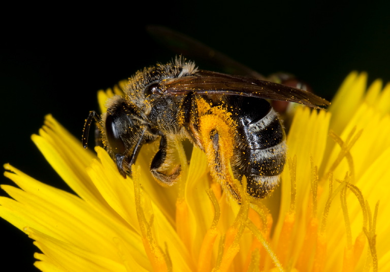 Lasioglossum sp. Halictidae