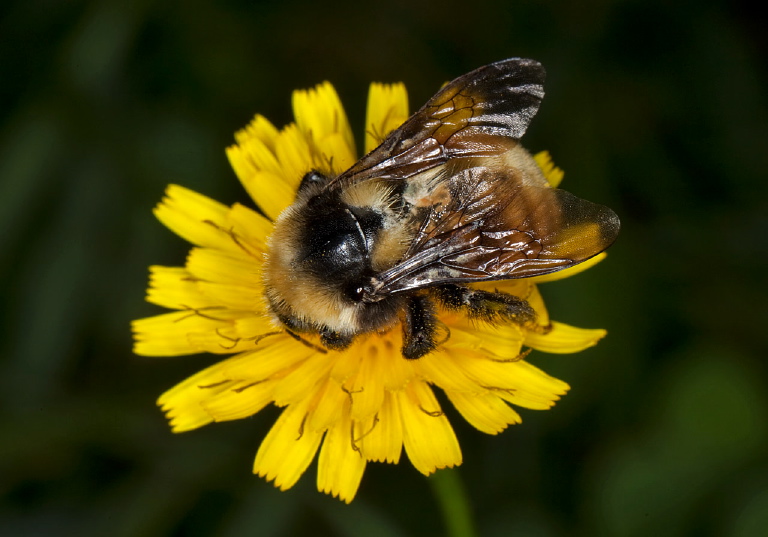 Bombus (Subterraneobombus) borealis? Apidae