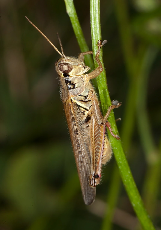 Melanoplus femurrubrum Acrididae