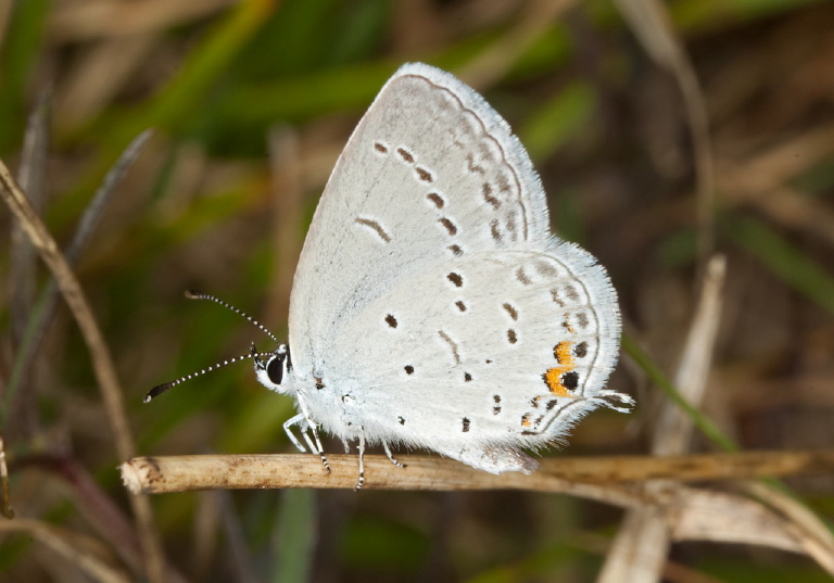 Everes comyntas Lycaenidae