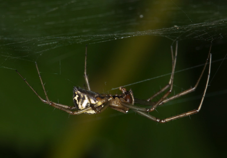 Linyphia triangularis Linyphiidae