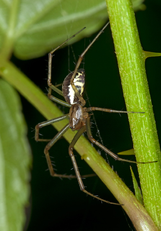 Linyphia triangularis Linyphiidae