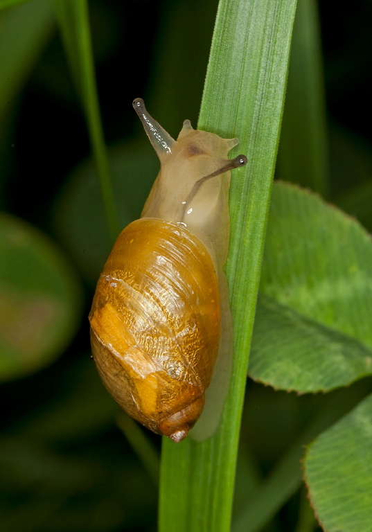 Succinea putris? Succineidae