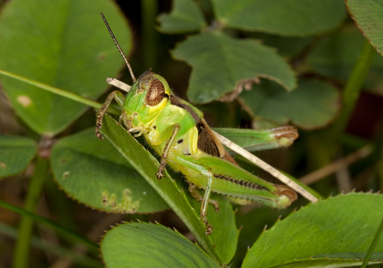 Melanoplus bivittatus Acrididae