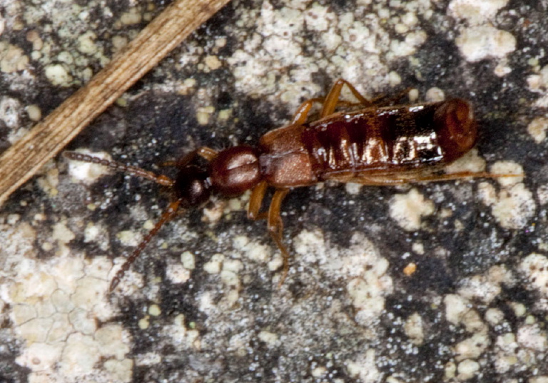 Drusilla canaliculata? Staphylinidae