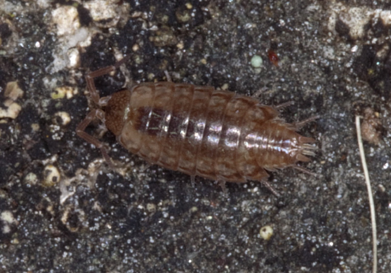   Trichoniscidae