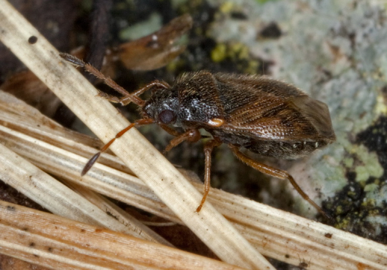 Stygnocoris sabulosus Rhyparochromidae