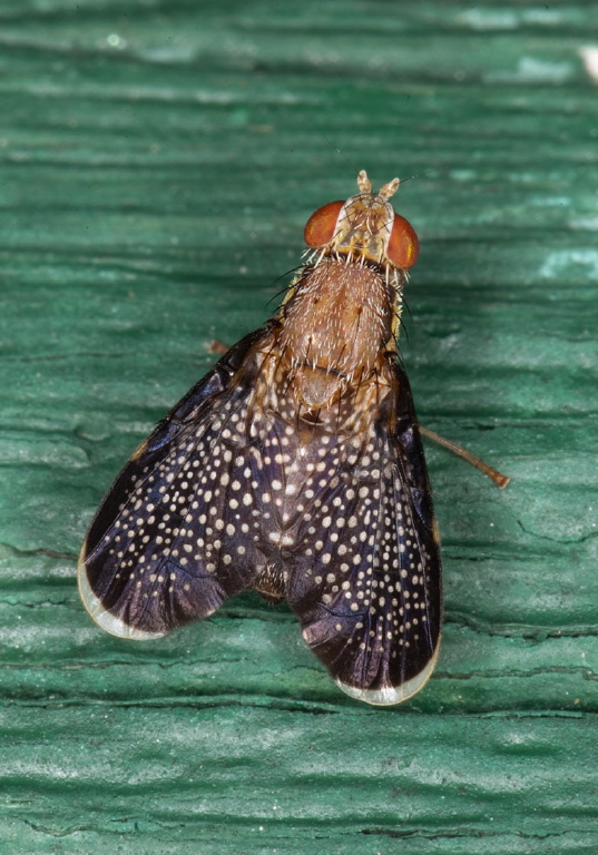 Eutreta noveboracensis Tephritidae