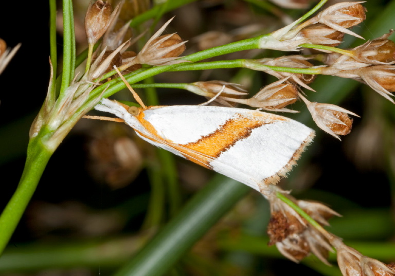 Argyria critica Crambidae