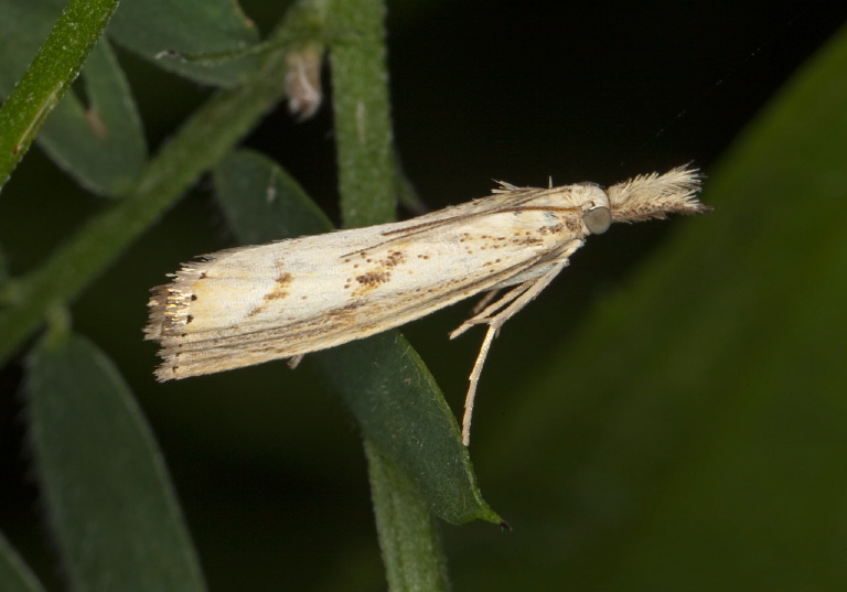 Agriphila ruricolellus Crambidae