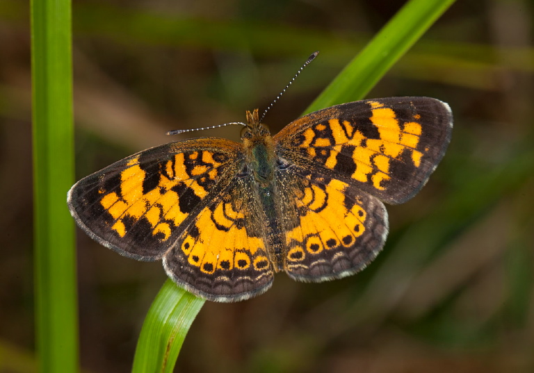 Phyciodes tharos Nymphalidae