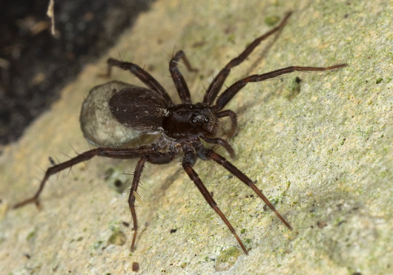 Pardosa sp. Lycosidae