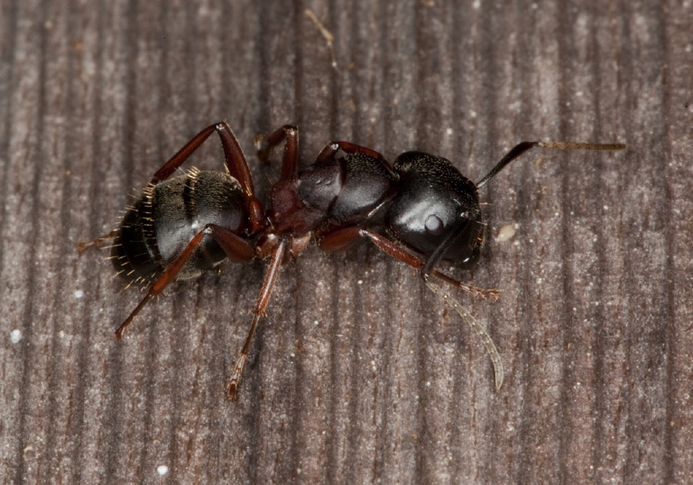 Camponotus (Camponotus) herculeanus Formicidae