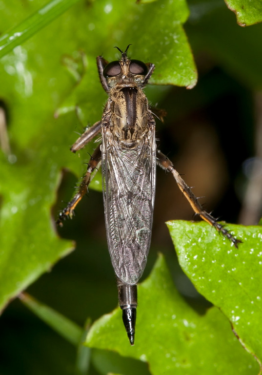 Machimus paropus? Asilidae