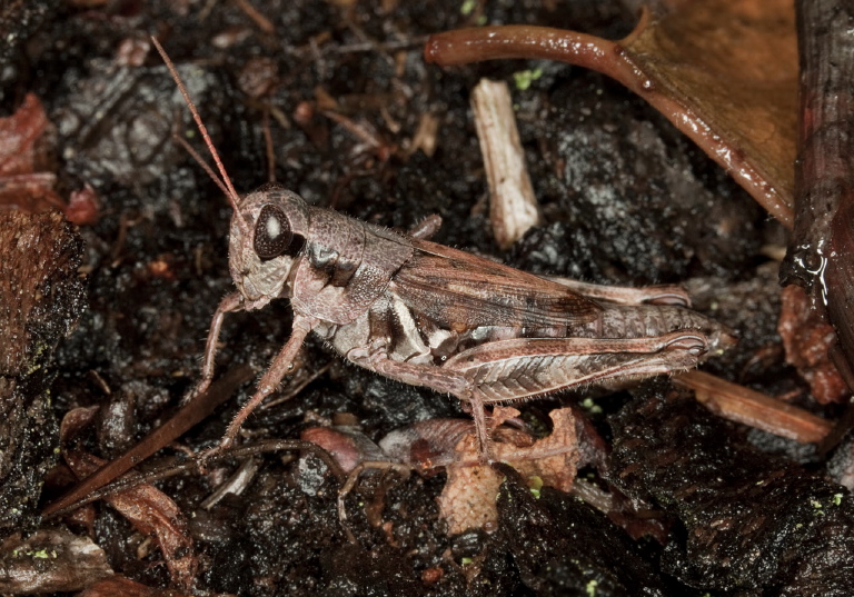 Melanoplus fasciatus Acrididae