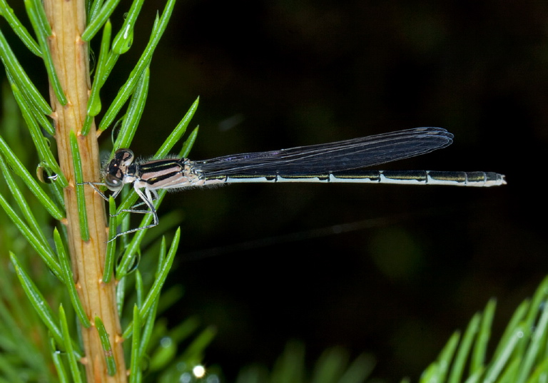 Enallagma civile? Coenagrionidae