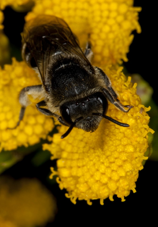 Colletes simulans armatus Colletidae