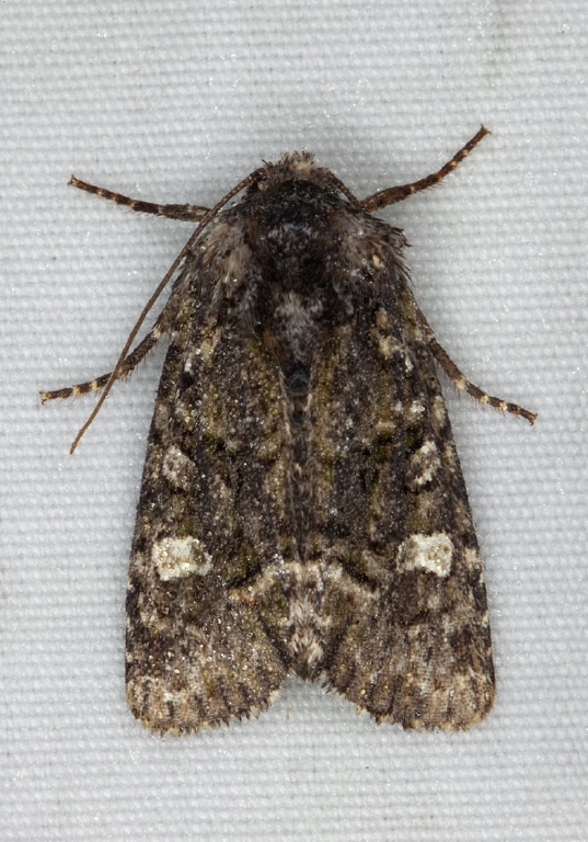 Lacinipolia olivacea Noctuidae