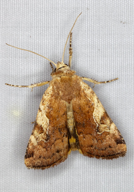 Cryptocala acadiensis Noctuidae