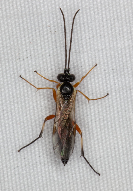   Ichneumonidae