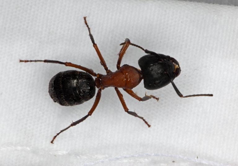 Camponotus (Camponotus) novaeboracensis Formicidae