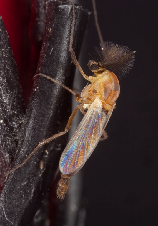 Halocladius variabilis? Chironomidae