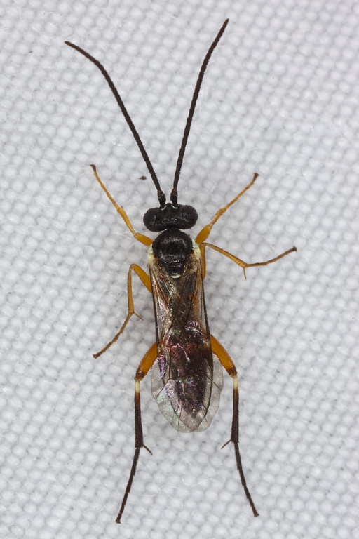 Woldstedtius sp. Ichneumonidae