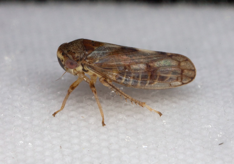 Oncopsis minor Cicadellidae