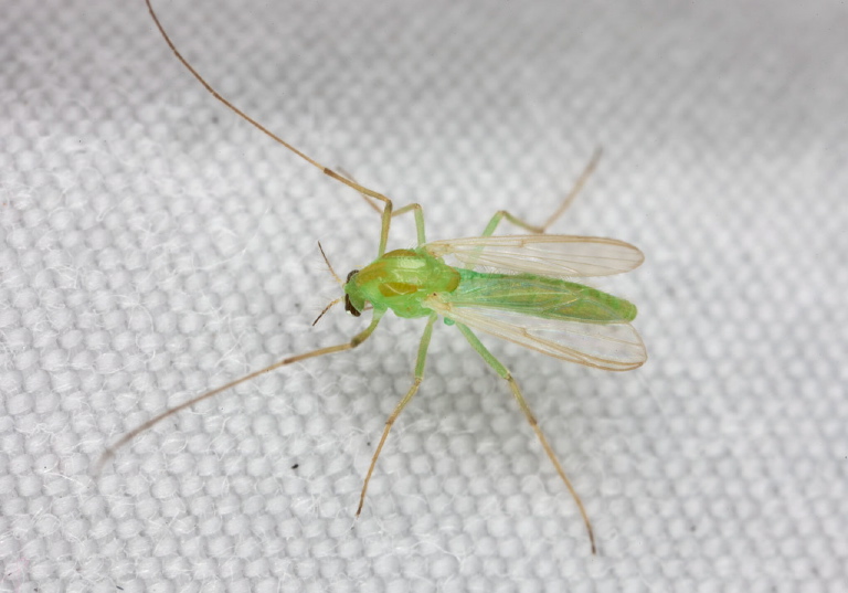   Chironomidae