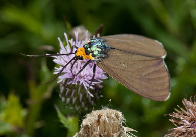 Ctenucha virginica Erebidae