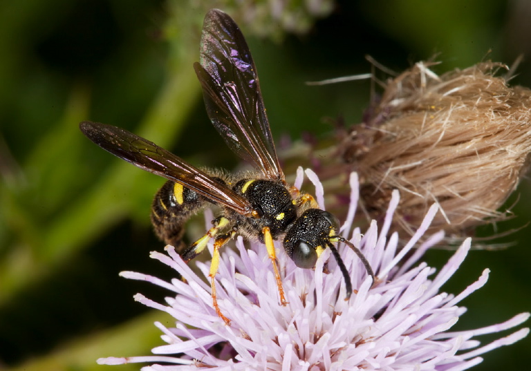 Cerceris sp. Crabronidae